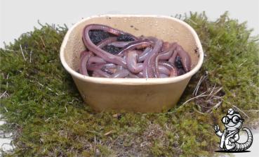 Tauwürmer – Der klassische Naturköder für große Fänge